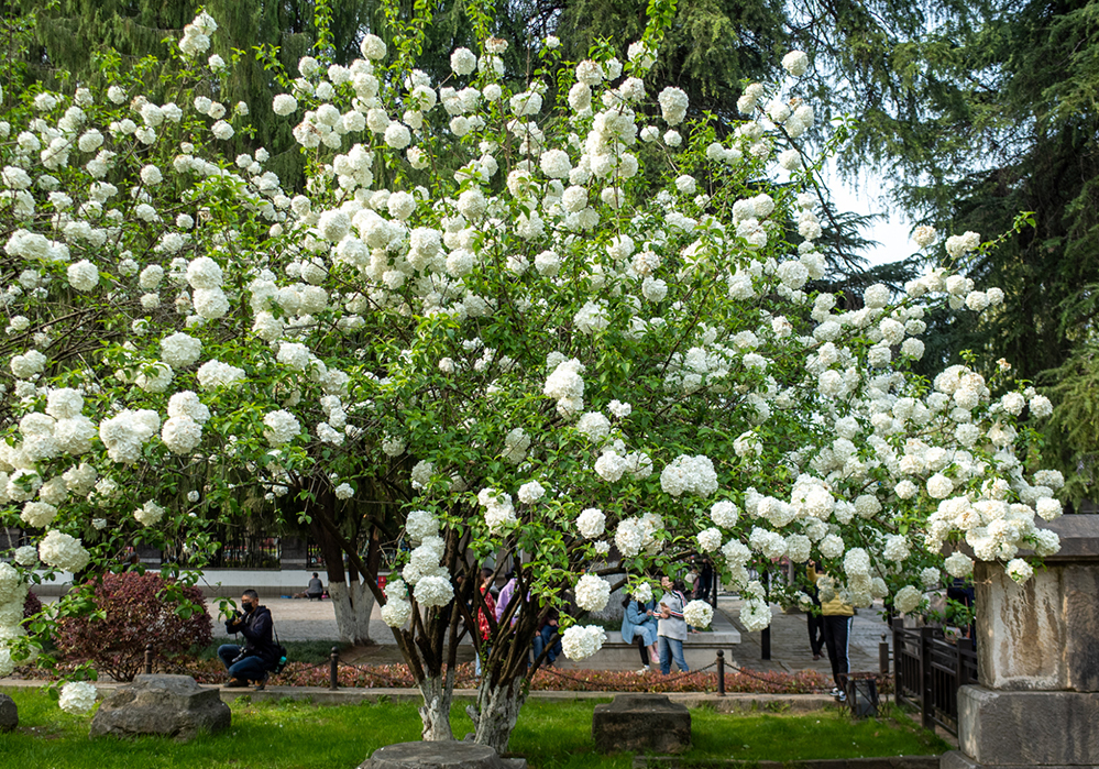 Hoa mộc tú cầu 600 tuổi trắng như bông ở Nam Kinh